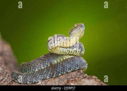 USA. Unverlierbare graue Färbung, variable Buschviper, die am Extremitätenrand aufwickelt ist. Stockfoto
