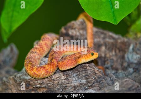USA. Unverlierbare, rötliche, variable Buschviper in rötlicher Phase auf Baumstamm. Stockfoto