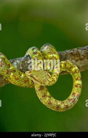 USA. Gelblich gefleckte Wimpern-Viper, grün und rot, die sich auf dem Baumglied aufwickelt. Stockfoto