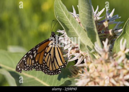 Monarchfalter auf Wolfsmilch Stockfoto