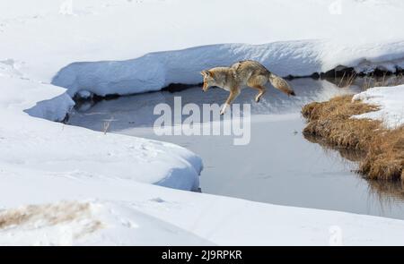 Coyote springt im Winter über einen Bach Stockfoto