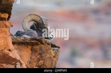 Desert Dickhornschafe RAM, ruht auf Kante Stockfoto