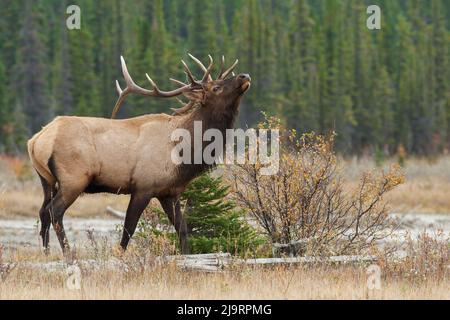 Rocky Mountain bull elk Stockfoto