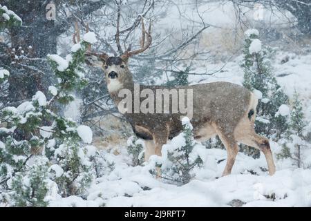 Maultier-Hirschbock, Wintersturm Stockfoto