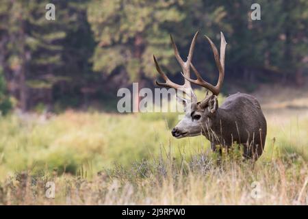 Mule-Hirsch-Bock, frühe Herbst-Rockies Stockfoto