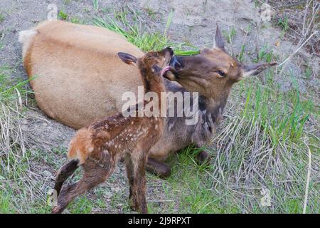 Erstes Bad, Kuhelch mit neugeborenem Kalb Stockfoto