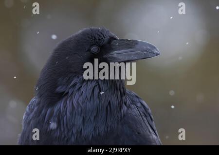 Gemeiner Rabe, Nahaufnahme des Winters Stockfoto