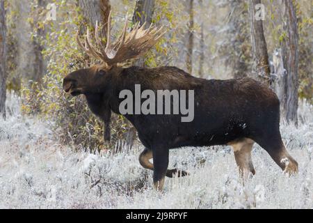 Shiras Bullenelch Stockfoto