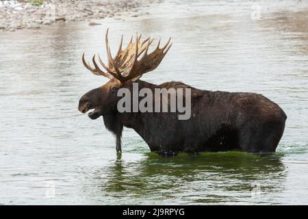 Shiras Bullen Elche watend über den Fluss Stockfoto