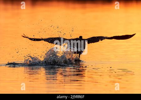Kanadas Gans hebt bei Sonnenaufgang aus dem Feuchtgebiet, Marion County, Illinois. Stockfoto