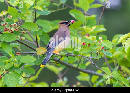 Zedernwachse in Essen serviceberry in serviceberry Busch, Marion County, Illinois. Stockfoto