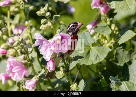 Rosenreihiger, unreifer Grosbeak-Rüde auf Hollyhock, Marion County, Illinois. Stockfoto