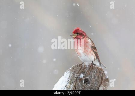 Purpurfink-Männchen auf Zaunpfosten im Schnee, Marion County, Illinois. Stockfoto