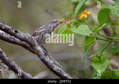 Weiblicher Mittelerde-Fink, Insel San Cristobal, Galapagos-Inseln, Ecuador Stockfoto