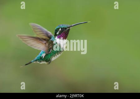 Weißbauchstern fliegend, Ecuador Stockfoto