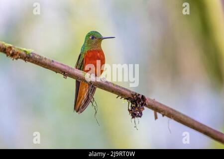 Kastanienreiher Coronet, Ecuador Stockfoto