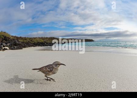 Weitwinkelansicht von Espanola Mockingbird oder Hood Mockingbird, am Strand, Espanola Island, Galapagos Islands, Ecuador. Stockfoto