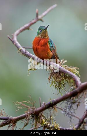 Kastanienreiher Coronet, Ecuador Stockfoto
