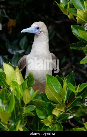 Rotfußbooby. Genovesa, Galapagos-Inseln, Ecuador. Stockfoto