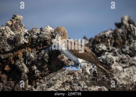 Blaufußbooby, Insel Santa Cruz, Galapagos-Inseln, Ecuador. Stockfoto