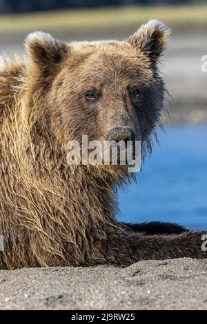 Grizzly Bear Rast, Lake Clark National Park and Preserve, Alaska Stockfoto