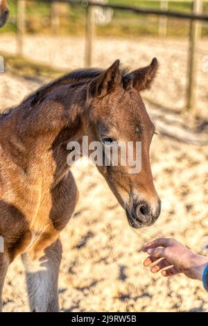 Kopf eines dunkelbraunen Fohlens. Draußen in der Sonne. Warmblut, KWPN Dressurpferd. Eine Woche alt. Holzzaun und Gras. Tierthemen, Neugeborenes Stockfoto