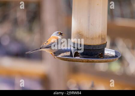 USA, Arizona, Madera Canyon. Erwachsener, gelbäugiger jungvögel auf dem Futterhäuschen. Stockfoto