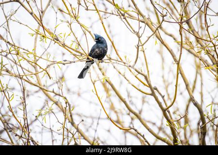 USA, Arizona, Catalina. Erwachsener männlicher Phainopepla-Vogel im Baum. Stockfoto