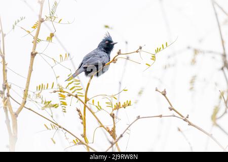 USA, Arizona, Catalina. Erwachsener männlicher Phainopepla-Vogel im Baum. Stockfoto