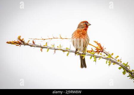 USA, Arizona, Catalina. Erwachsener männlicher Hausfink auf dem Ast des Ocotillo. Stockfoto
