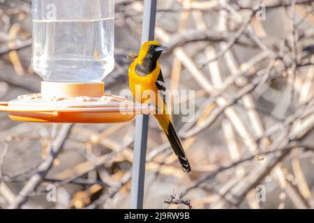 USA, Arizona, Catalina. Erwachsene männliche Kapuzeneriole am Futterhäuschen. Stockfoto