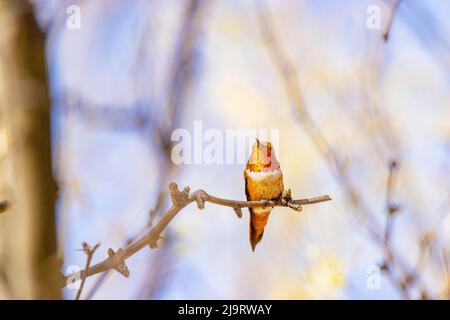 USA, Arizona, Catalina. Erwachsener Rübenkolibri am Gliedmaßen. Stockfoto