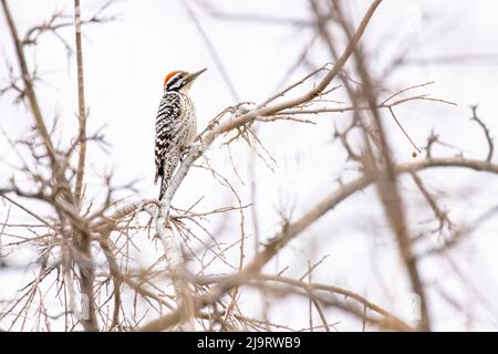 USA, Arizona, Catalina. Erwachsener Specht mit einer Leiter im Baum. Stockfoto