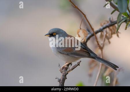 USA, Arizona, Madera Canyon. Gelbäugiger jungvögel am Gliedmaßen. Stockfoto