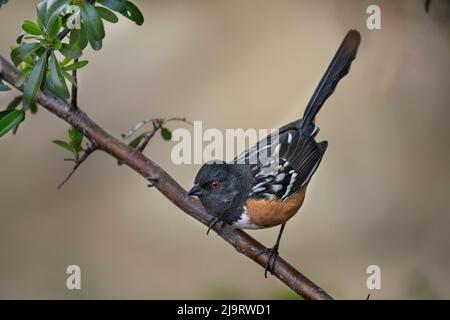 USA, Arizona, Madera Canyon. Gefleckter Towhee-Vogel am Gliedmaßen. Stockfoto