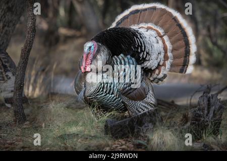 USA, Arizona, Ramsey Canyon. Nahaufnahme des Mannes Gould aus der türkei. Stockfoto