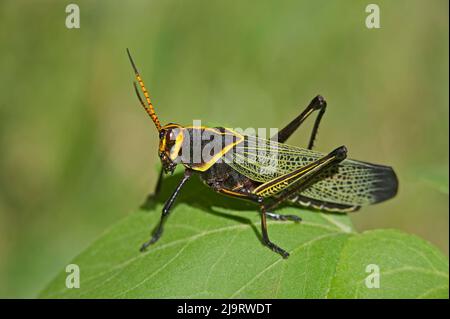 USA, Arizona, Lake Patagonia State Park. Horse Lubber Grashüpfer auf Blatt. Stockfoto