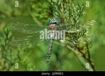 USA, Arizona, Scotia Canyon. Männlicher arroyo-Darner auf einem Ast. Stockfoto