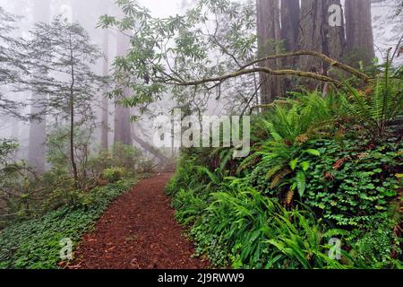 Fußweg im nebligen Redwood-Wald unter dem pazifischen Rhododendron, Redwood National Park. Stockfoto