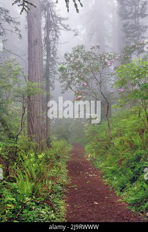 Fußweg im nebligen Redwood-Wald unter dem pazifischen Rhododendron, Redwood National Park. Stockfoto