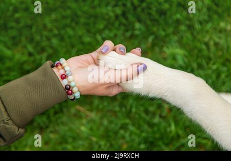 Der Hund gibt einem Mann eine Pfote. Selektiver Fokus. Stockfoto