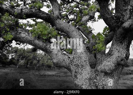 USA, Kalifornien, North Table Mountain. Knarrige Eiche auf der Wiese. Stockfoto