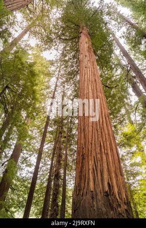 USA, Kalifornien, Humboldt Redwoods State Park. Blick auf die Mammutbäume an der Küste. Stockfoto