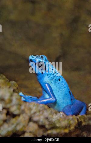 USA, Kalifornien, Long Beach. Gefangener blauer Giftpfeilfrosch auf Felsen im Aquarium des Pazifiks. Stockfoto