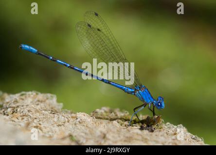 USA, Kalifornien, Los Angeles County. Männlicher lebendiger Tänzer, damselfly auf Rock. Stockfoto