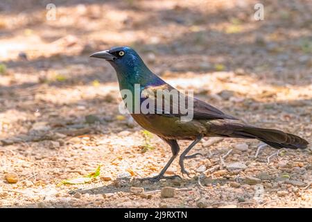 USA, Colorado, John Martin Reservoir. Nahaufnahme eines erwachsenen männlichen Grackels. Stockfoto