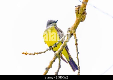 USA, Colorado, John Martin Reservoir. Ausgewachsener Westernkingbird am Gliedmaßen. Stockfoto