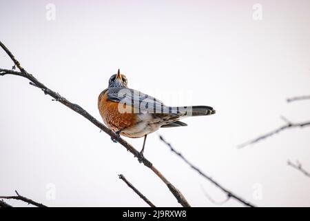 USA, Colorado, Loveland. Erwachsener männlicher amerikanischer Rotkehlchen am Ast. Stockfoto
