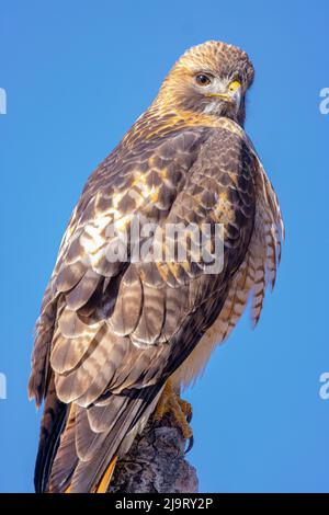 USA, Colorado, Ft. Collins. Nahaufnahme eines Erwachsenen mit Rotschwanzfalken. Stockfoto