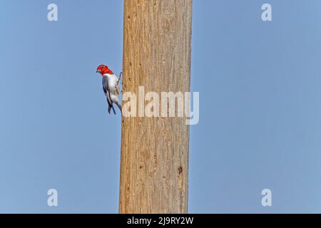 USA, Colorado, La Junta. Erwachsener männlicher Rotkopfspecht auf Holzpfosten. Stockfoto